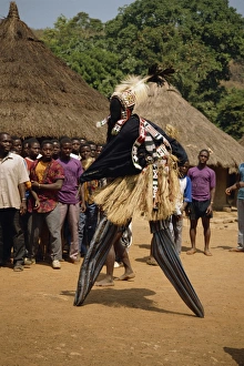 Stilt Prints: Stilt dancer watched by villagers, Ivory Coast, West Africa, Africa