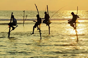 Images Dated 4th December 2011: Stilt fishermen, Dalawella, Sri Lanka, Indian Ocean, Asia