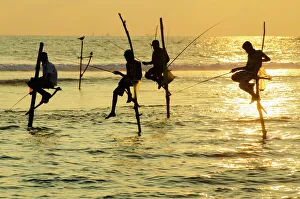 Fisherman Prints: Stilt fishermen, Dalawella, Sri Lanka, Indian Ocean, Asia
