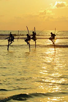 Fisherman Prints: Stilt fishermen, Dalawella, Sri Lanka, Indian Ocean, Asia