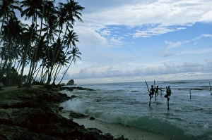 Stilt fishermen fishing from their poles between Unawatuna