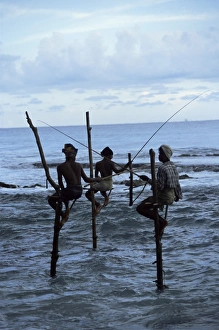 Stilt fishermen fishing from their poles between Unawatuna