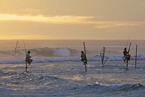 Fishing Rod Prints: Stilt fishermen at Weligama, South Coast, Sri Lanka, Asia