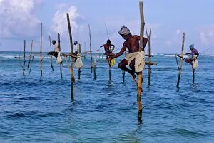 Toiling Collection: Stilt fishermen at Welligama
