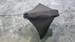 Awareness Prints: Sting Ray, Tampa Aquarium, United States of America