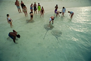 Sting rays