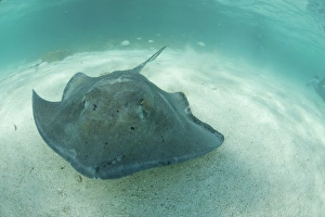 Sea Creature Prints: A stingray, Antigua, Leeward Islands, West Indies, Caribbean, Central America