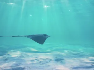 Cozumel Prints: Stingray seen during Palancar Gardens
