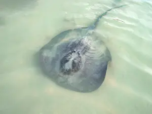 Snorkeling Prints: Stingray at the Stingray Beach, Caye Caulker, Belize District, Belize