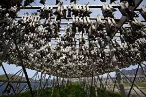 Images Dated 11th June 2010: Stockfish, dried cod, hanging on wooden racks called flakes or hjell, on the seashore