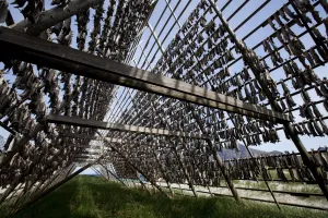 Preparation Prints: Stockfish, dried cod, hanging on wooden racks called flakes or hjell, on the seashore