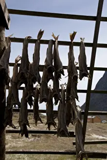 Fishes Prints: Stockfish, dried cod, hanging on wooden racks (flakes) (hjell) on the seashore