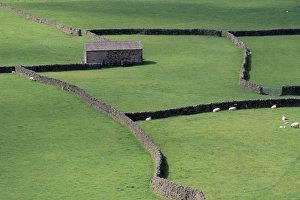 Swaledale Prints: Stone barn and dry stone walls, Gunnerside, Swaledale, Yorkshire, England