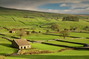 Farm Collection: Stone barns and dry stone walls in beautiful Wensleydale in the Yorkshire Dales National