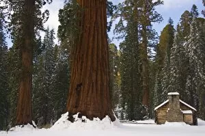 A stone brick museum is dwarfed by giant sequoia trees