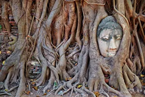 Human Likeness Gallery: Stone Buddha head entwined in the roots of a fig tree, Wat Mahatat, Ayutthaya Historical Park