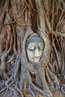 Stone Buddha head entwined in the roots of a fig tree, Wat Mahatat, Ayutthaya Historical Park, UNESCO World Heritage Site, Ayutthaya, Thailand, Southeast Asia, Asia cuvres used to bring out red in top of roots and blue at bottom of roots, increased contrast
