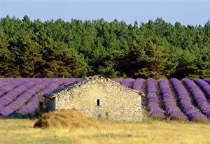 Farm Prints: Stone building in lavender field, Plateau de Sault, Haute Provence, Provence