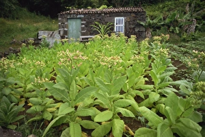 Tobacco Prints: Stone cottage and crop, Sao Joao, Pico, Azores, Portugal, Europe