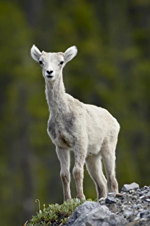 Images Dated 14th April 2009: Stone sheep (Ovis dalli stonei) lamb, Muncho Lake Provincial Park, British Columbia
