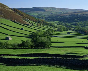 Swaledale Prints: Stone walled fields and farm buildings in valley, Swaledale, Yorkshire Dales National Park