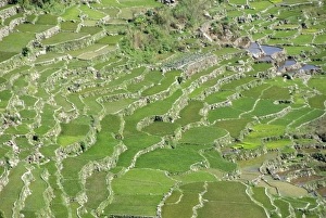 Rice Fields Prints: Stone-walled rice terraces typical of Ifugao culture, Aguid, near Sagada