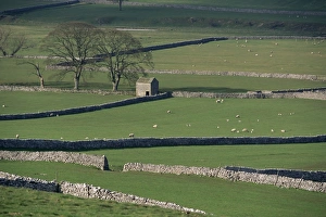 Malham Prints: Stone walls, Malham and Wharfedale, Yorkshire, England, United Kingdom, Europe