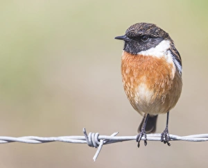 Wire Prints: Stonechat (Saxicola rubicola), Middlesborough, England, United Kingdom, Europe