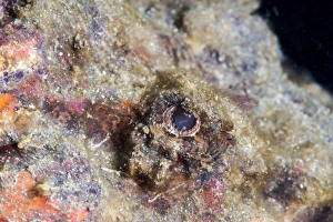 Images Dated 24th May 2008: Stonefish eye, Sulawesi, Indonesia, Southeast Asia, Asia