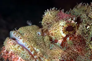 Sabah Prints: Stonefish (Synanceia verrucosa) is extremely venomous