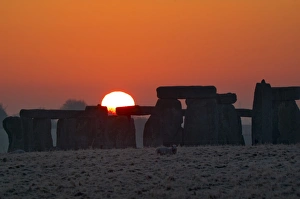 Farm Animal Prints: Stonehenge, UNESCO World Heritage Site, at sunrise, Wiltshire, England