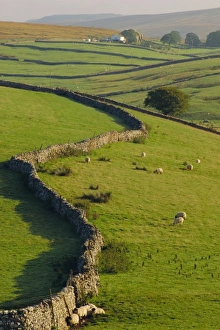 Stonewalls and sheep, near Ribblehead, Yorkshire, England, UK, Europe