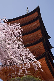 Towering Prints: Five storey pagoda and blossom, Miyajima, Japan, Asia