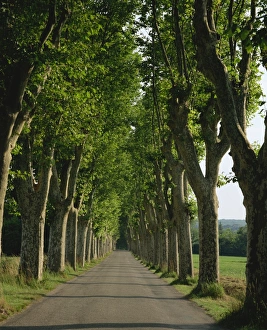 Straight, empty, tree lined road, Normandy, France, Europe