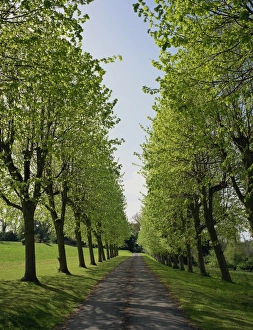 Season Prints: Straight, empty tree lined road in spring, near Mickleham, Surrey, England