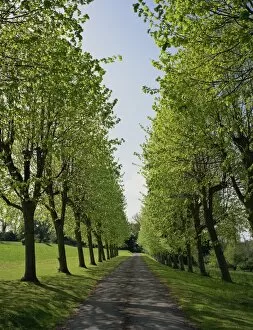 Rural Road Collection: Straight, empty tree lined road in spring, near Mickleham, Surrey, England