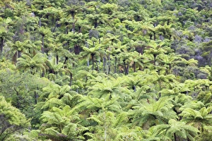 Fern Prints: Strand of tree ferns on Waiomu Kauri Grove trail