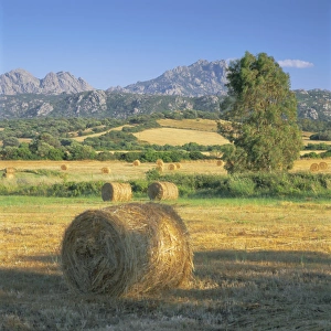 Straw bales in fields