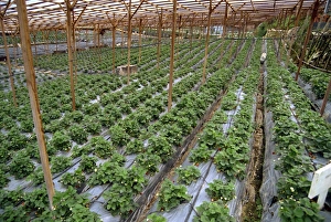 Cameron Highlands Prints: Strawberry growing