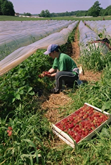 Dordogne Prints: Strawberry pickers, Dordogne, Aquitaine, France, Europe