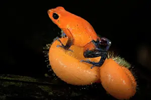 Rica Prints: Strawberry poison-dart frog (blue jeans poison frog) (Oophaga pumilio), Costa Rica