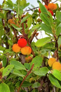 Edible Prints: strawberry tree, Arbutus unedo, Orbetello, Province of Grosseto, Tuscany, Italy