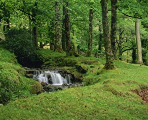 Wood Land Prints: Stream cascades over rocks in woods at Delphi