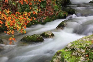 Flowing Prints: Stream flows through rocks with autumn leaves in Buttermere village