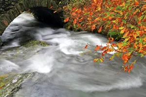 Overcast Prints: Stream flows under a stone bridge with autumn leaves in Buttermere village