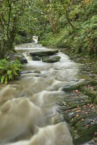 United Prints: Stream flows through summer woodland in Rocky Valley near Boscastle in Cornwall