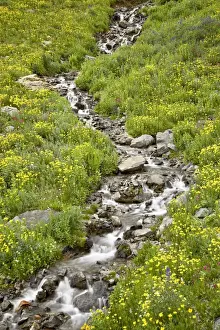 San Juan Prints: Stream through golden aster (Chrysopsis villosa) and other wildflowers