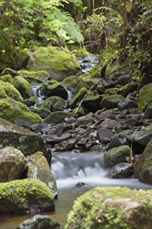 Waikato Prints: Stream on Kauaeranga Kauri Trail