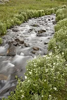 Stream lined with heartleaved bittercress (Cardamine cordifolia), San Juan National Forest