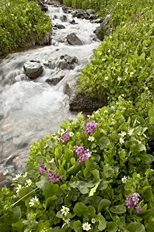 Stream through marsh marigold or elks lip (Caltha leptosepala) and Parrys primrose